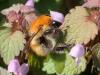 Bombus pascuorum